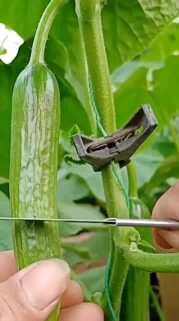 從人參果到黑參 看似高檔的養生食材，其實家庭養護很簡單